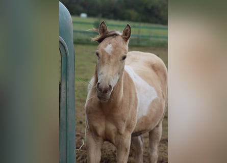 American Indian Horse, Merrie, 1 Jaar, 152 cm, Champagne