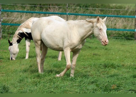 American Indian Horse, Merrie, 2 Jaar, 153 cm, Perlino