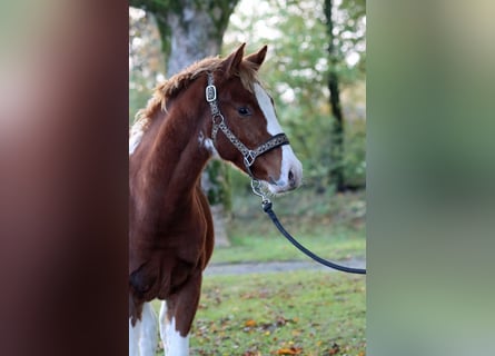 American Indian Horse, Stallion, 1 year, 14.2 hh, Tobiano-all-colors