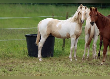 American Indian Horse, Stallion, 1 year, 15.1 hh, Palomino