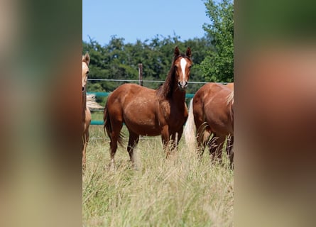 American Indian Horse, Stute, 1 Jahr, 150 cm, Dunkelfuchs