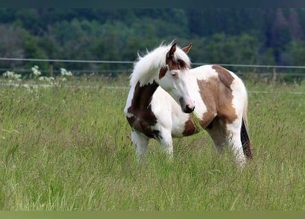 American Indian Horse, Stute, 1 Jahr