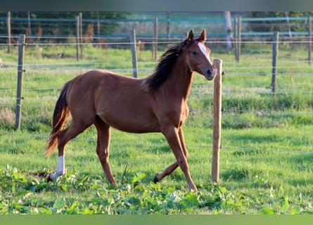 American Indian Horse, Stute, 2 Jahre, 150 cm, Dunkelfuchs