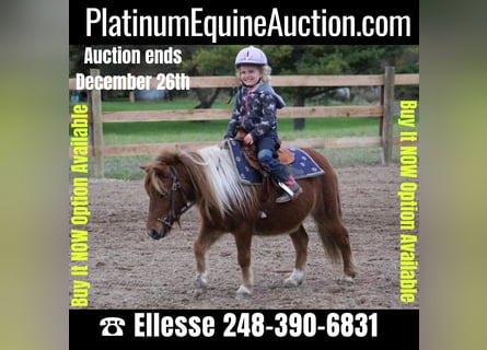 American Miniature Horse, Gelding, 12 years, 10 hh, Chestnut