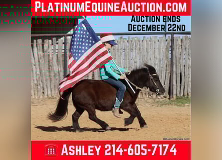 American Miniature Horse, Gelding, 13 years, 8,2 hh, Black