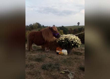 American Miniature Horse, Gelding, 1 year, 6 hh, Sorrel