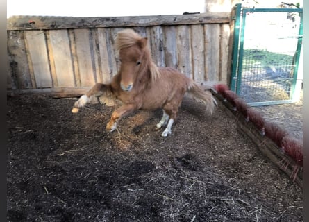 American Miniature Horse, Gelding, 2 years, 6,3 hh, Tobiano-all-colors