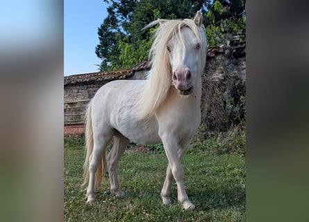American Miniature Horse, Gelding, 3 years, 8 hh, Palomino