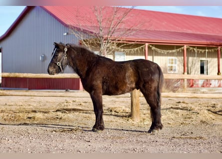American Miniature Horse Mix, Gelding, 4 years, 11,3 hh, Black