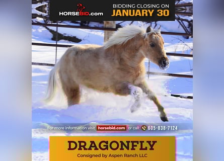 American Miniature Horse, Gelding, 4 years, 9.1 hh, Dunalino