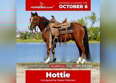 American Miniature Horse, Gelding, 5 years, 8,1 hh, Bay