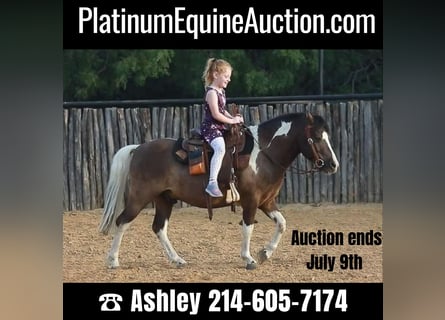 American Miniature Horse, Gelding, 9 years, 11.2 hh, Tobiano-all-colors