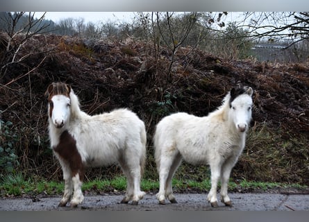 American Miniature Horse, Hengst, 1 Jahr, 80 cm, Overo-alle-Farben