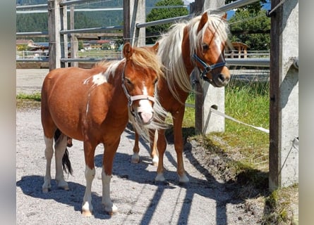 American Miniature Horse, Hengst, 2 Jahre, 95 cm, Fuchs