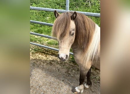 American Miniature Horse, Hengst, 9 Jahre, 90 cm, Buckskin