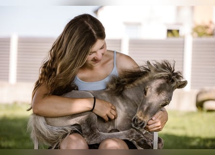 American Miniature Horse, Hengst, Fohlen (05/2024), 83 cm, Buckskin