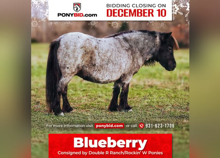 American Miniature Horse, Mare, 11 years, 7,1 hh, Roan-Blue