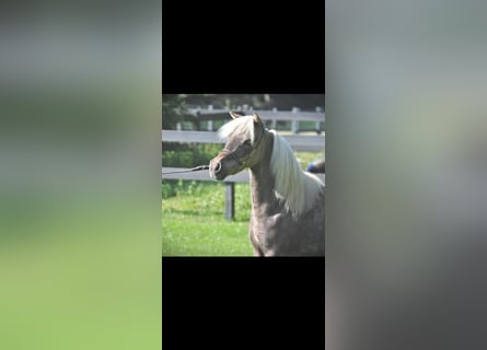 American Miniature Horse, Mare, 18 years, 8,2 hh, White