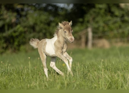 American Miniature Horse, Mare, 2 years, 7,2 hh, Champagne