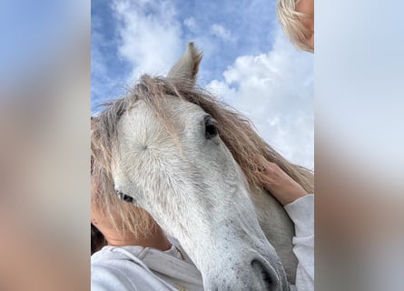 American Miniature Horse Mix, Mare, 2 years, Grey