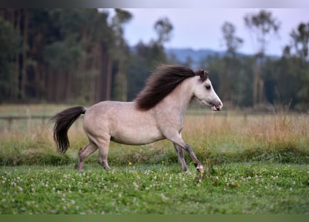 American Miniature Horse, Mare, 6 years, 9 hh, Gray-Fleabitten