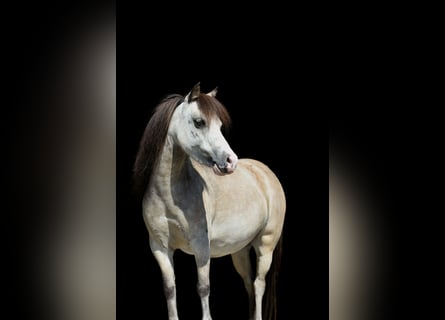 American Miniature Horse, Mare, 6 years, 9,2 hh