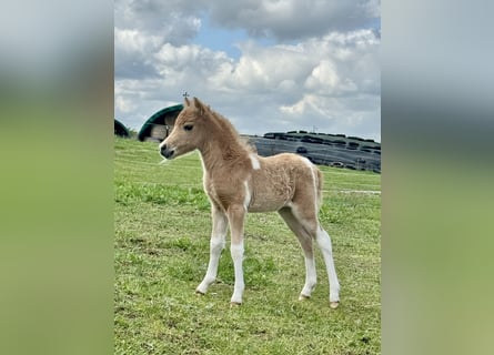 American Miniature Horse, Stallion, 1 year, 8.1 hh