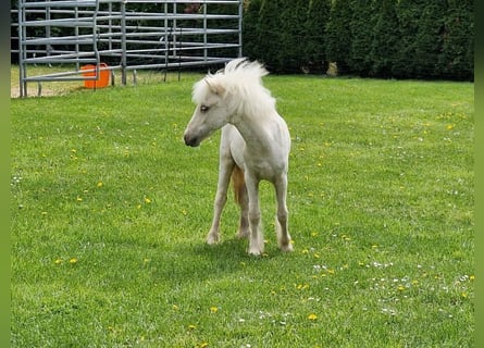 American Miniature Horse, Stallion, 1 year, 8 hh, Palomino