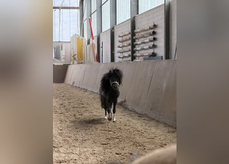 American Miniature Horse, Stallion, 6 years, 7.3 hh, Pinto