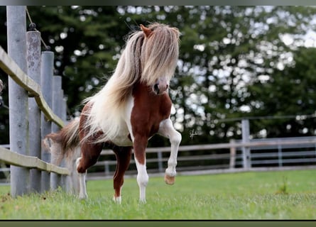 American Miniature Horse, Stallion, 9 years, 8.1 hh, Pinto