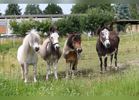 American Miniature Horse, Stute, 12 Jahre