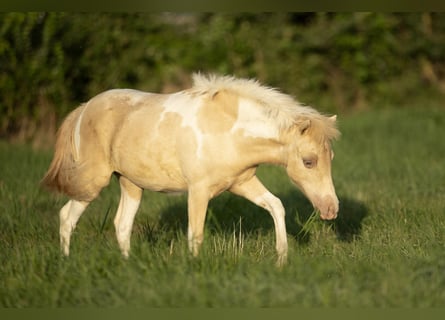 American Miniature Horse, Stute, 3 Jahre, 80 cm, Champagne