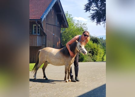 American Miniature Horse, Stute, 6 Jahre, 85 cm, Fliegenschimmel
