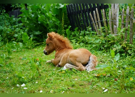 American Miniature Horse, Stute, Fohlen (06/2025), 60 cm, Fuchs