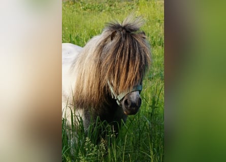 American Miniature Horse, Wallach, 14 Jahre, Schimmel