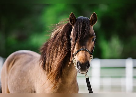 American Miniature Horse, Wallach, 3 Jahre, 83 cm, Brauner