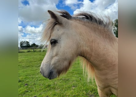 American Miniature Horse, Wallach, 5 Jahre, 80 cm, Buckskin