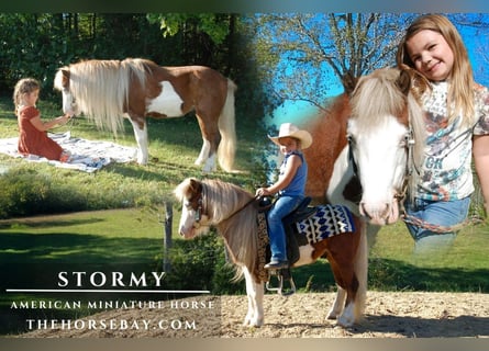 American Miniature Horse, Wallach, 7 Jahre, 104 cm, Tobiano-alle-Farben
