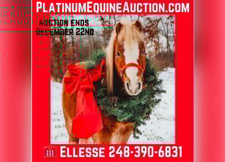 American Miniature Horse, Wallach, 7 Jahre, Roan-Red