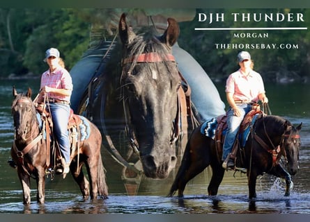 American Morgan Horse, Gelding, 3 years, 15 hh, Black