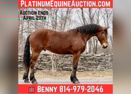 American Morgan Horse, Gelding, 3 years, 16 hh, Bay