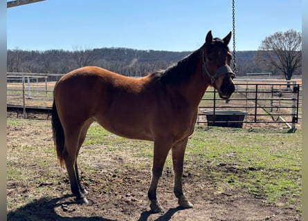 American Morgan Horse, Gelding, 3 years, 5,3 hh, Brown