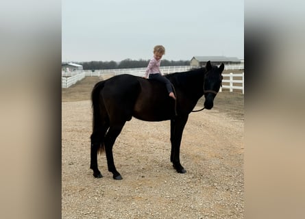 American Morgan Horse, Gelding, 5 years, 15 hh, Black