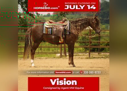 American Morgan Horse, Gelding, 5 years, 15 hh, Chestnut