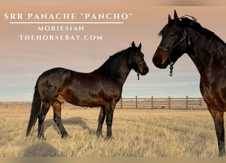 American Morgan Horse Mix, Gelding, 6 years, 15.1 hh, Bay