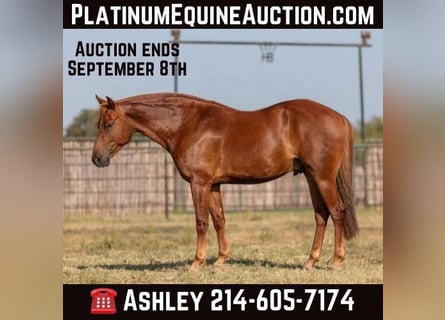 American Morgan Horse, Gelding, 6 years