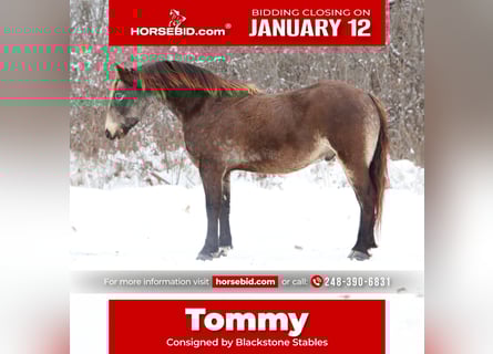 American Morgan Horse Mix, Gelding, 9 years, 14,1 hh