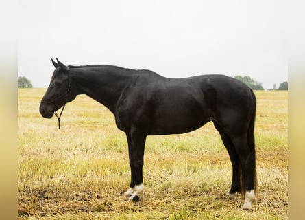 American Morgan Horse, Klacz, 10 lat, 152 cm, Kara