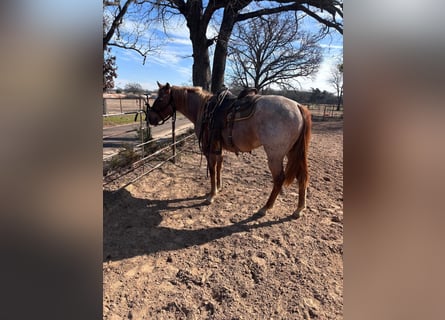 American Morgan Horse, Klacz, 3 lat, 60 cm, Może być siwy