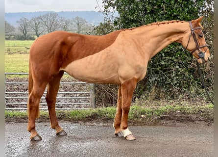 American Morgan Horse, Mare, 10 years, 5,3 hh, Brown